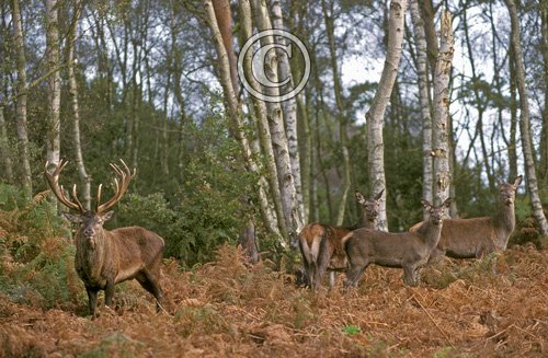 Red Deer Stag with Hinds DM0718